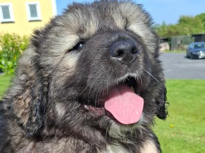 IKC Registered Caucasian Shepherd Dog puppies in Tipperary